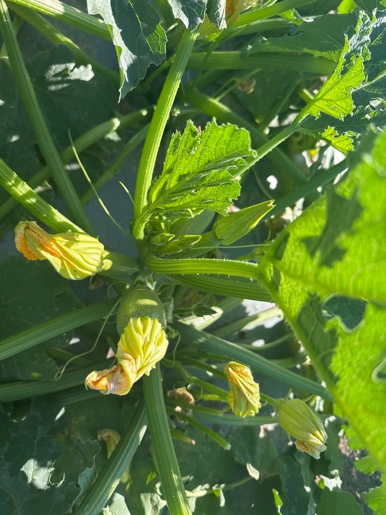Close-up of a squash plant with yellow blossoms and a young squash