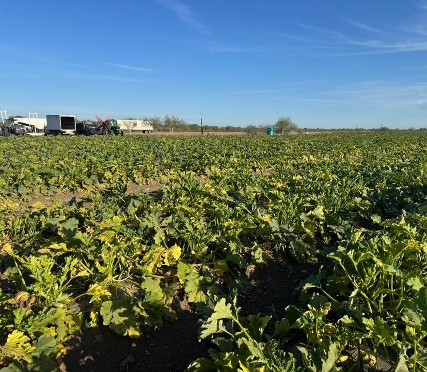 A squash field stretching to the horizon under a clear blue sky, with a tractor and trucks at the far edge