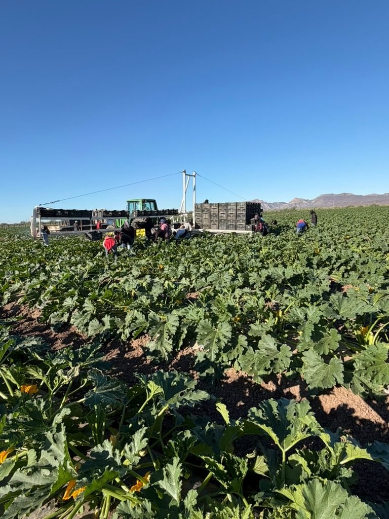 A crew harvesting squash beside the tractor rig and stacked crates, with mountains in the distance