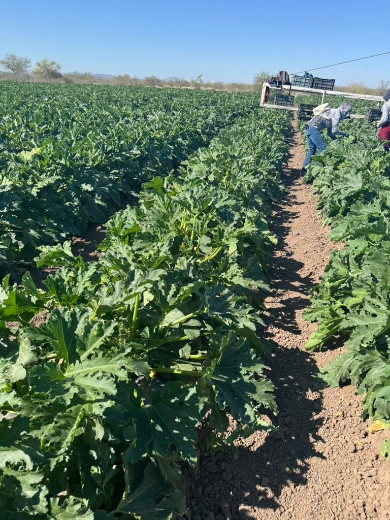 A crew harvesting squash into crates between the rows