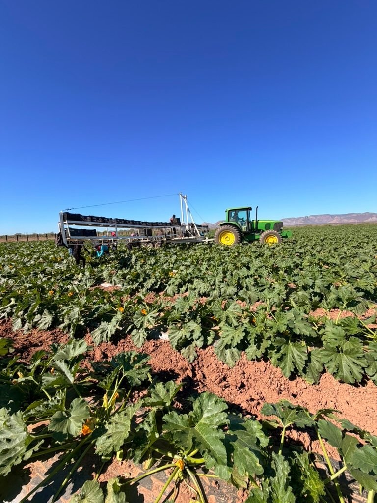 A green tractor pulling a harvest rig loaded with crates through a squash field, with mountains under a deep blue sky