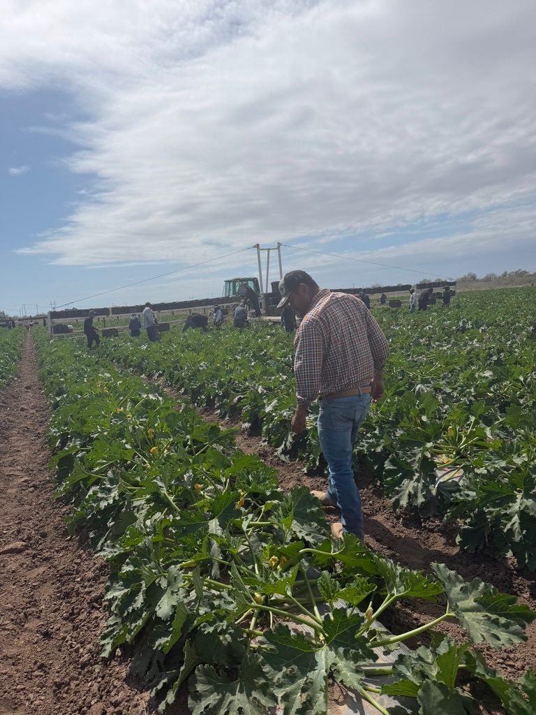 A person walking between squash rows during harvest, with the crew and harvest rig behind under a cloudy sky