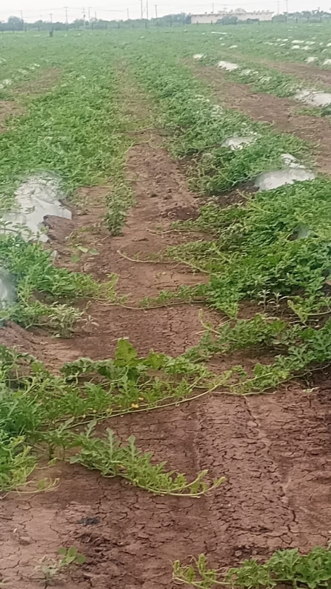 Rows of watermelon vines growing over white plastic mulch on an overcast day
