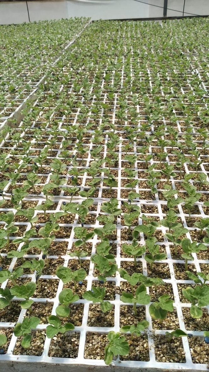 A greenhouse filled with watermelon seedlings growing in white trays